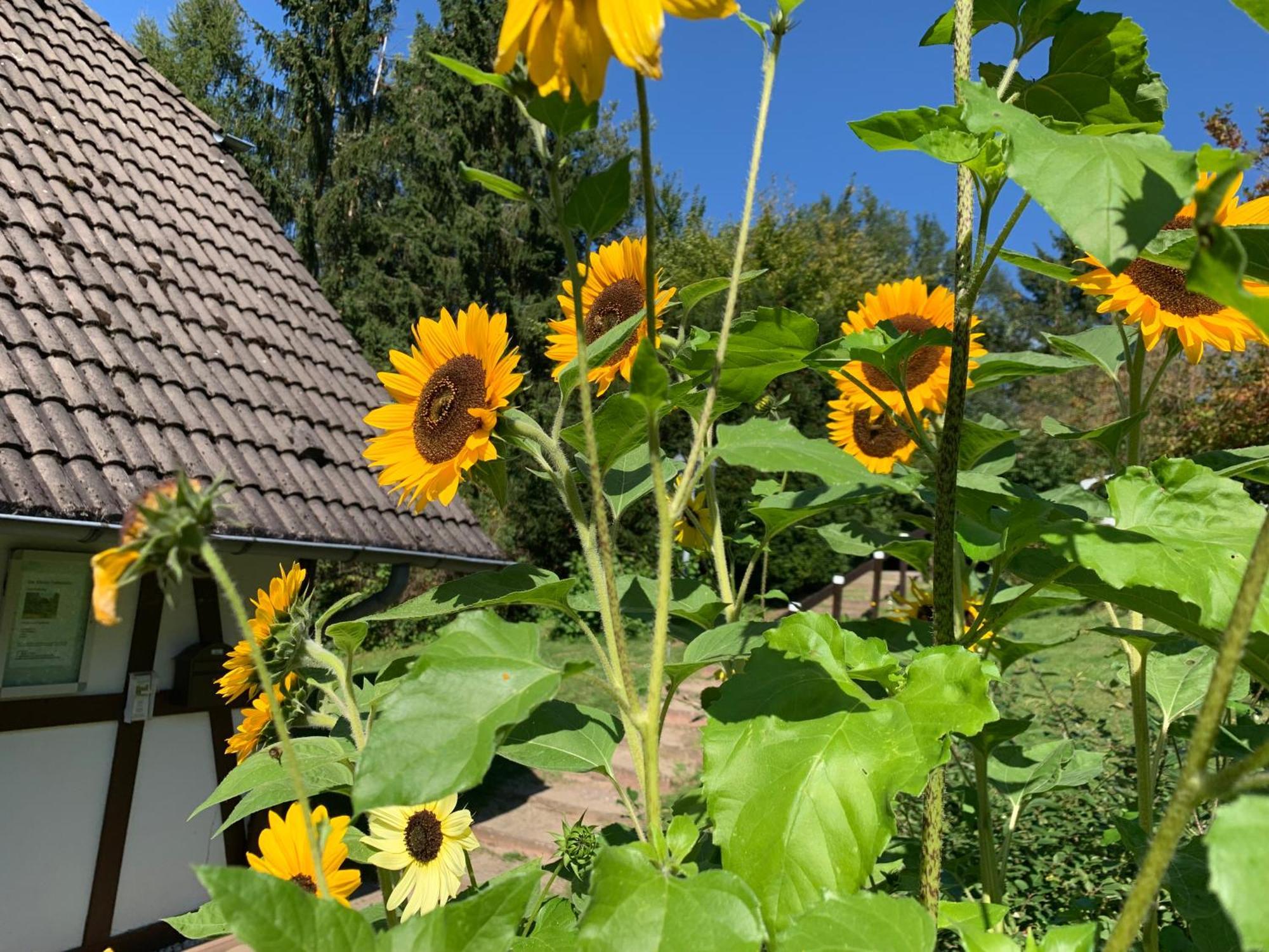 Die Kleine Ferienvilla Am Edersee Frankenau Exterior foto